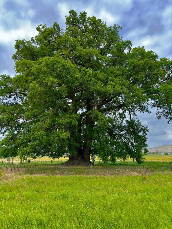 ����������� ���. ����������� �����