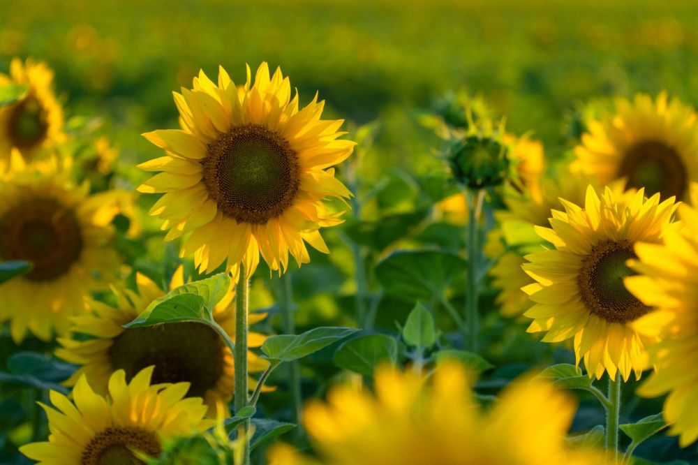 ������ ������������� � ���������� ������� �������� �������