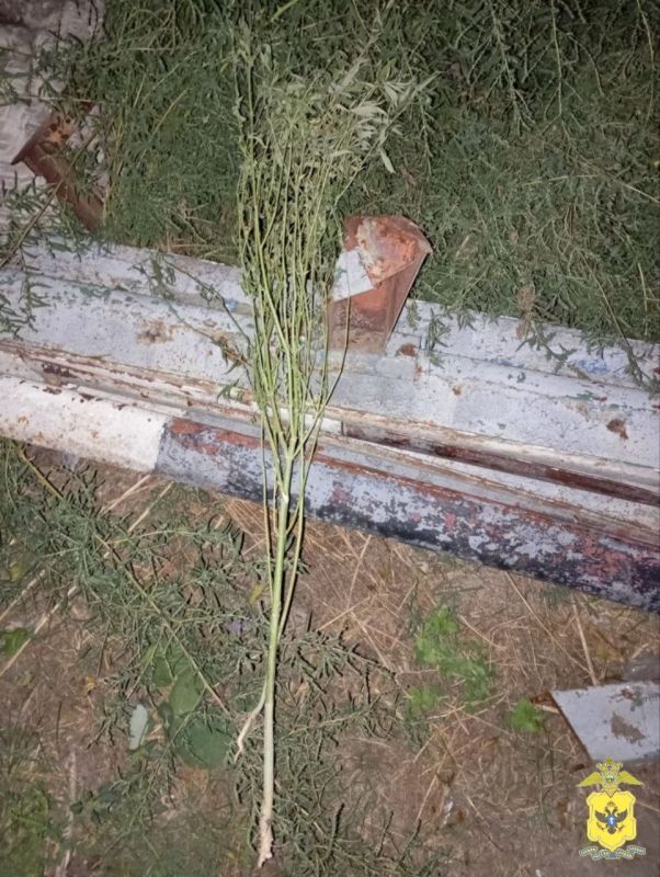 В Каланчаке полицейские пресекли незаконное культивирование конопли