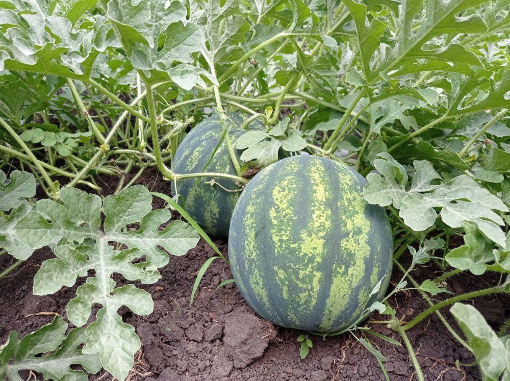 ���� ������ ������ � ���������� ������� �������� �� 95%, �������� ����� 9 ���