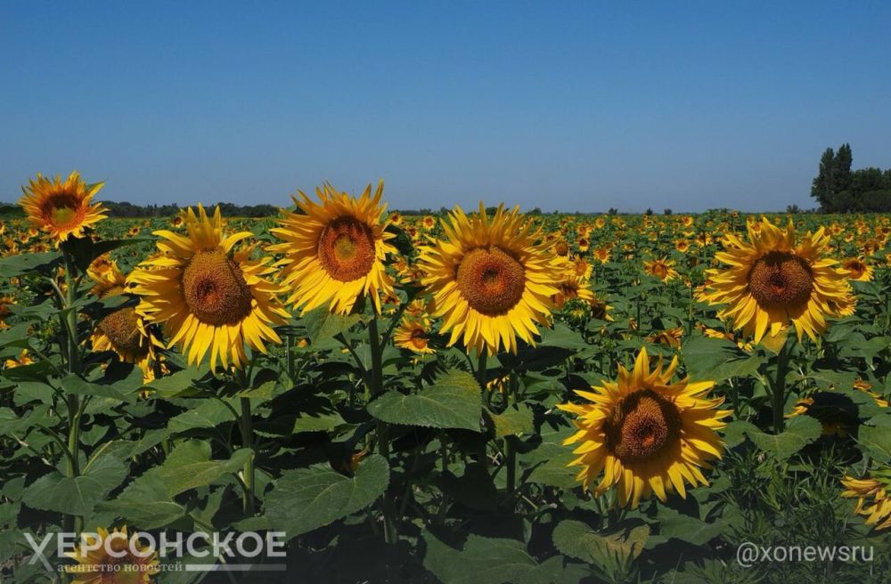 ������� ���������� ������� ������� 35% ������ �������������