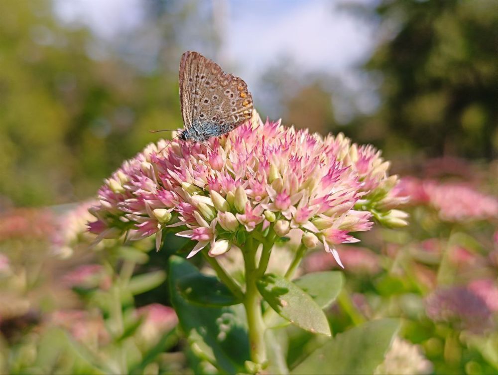 � ������ �����, �����������!