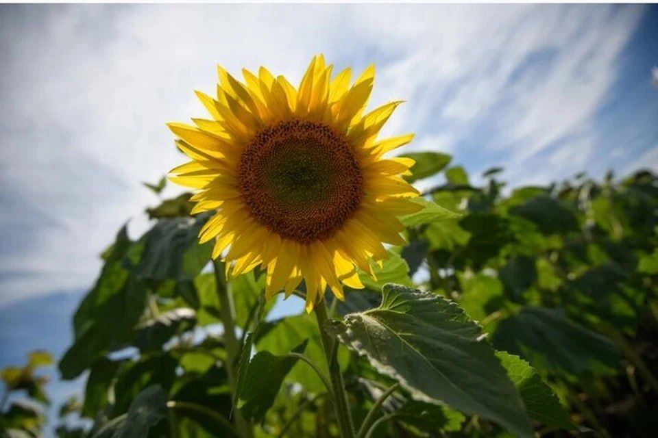 � ���������� ������� ������ 100 ����� ���� �������������