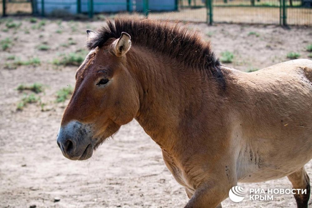 ���������� "�������-����" � ��������� ��� ����������