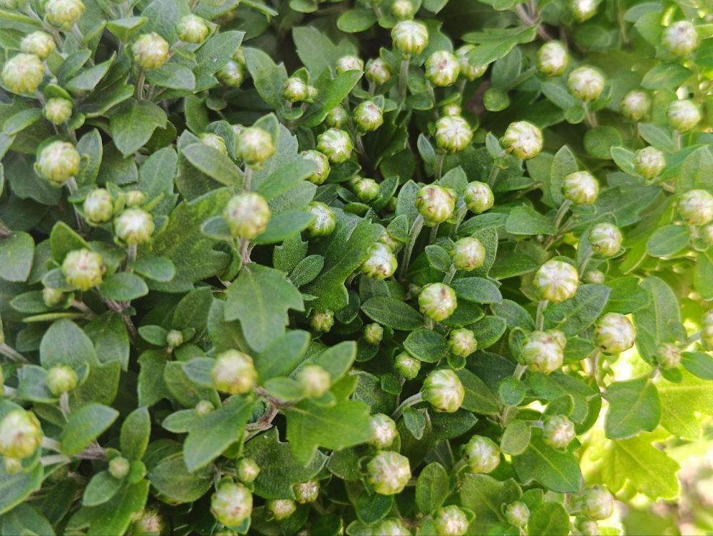 � ������ �����, �����������!