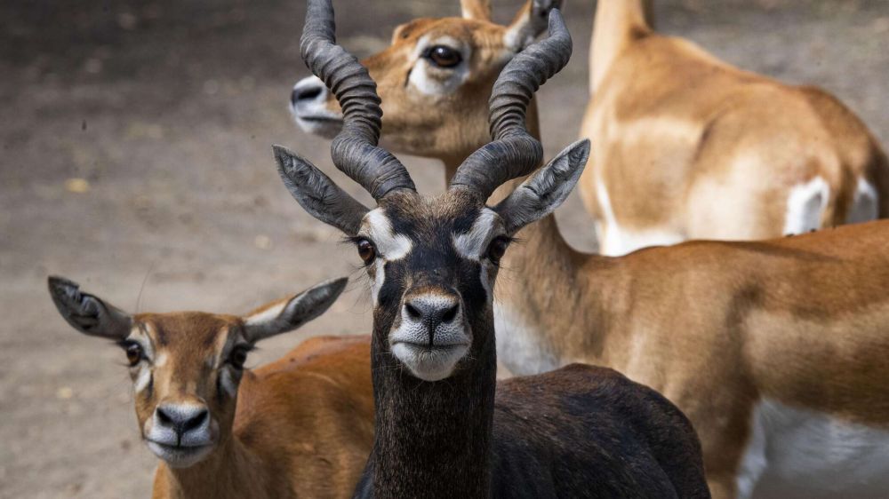 � ���������� ���������� "�������-����" �������� ����� ��������