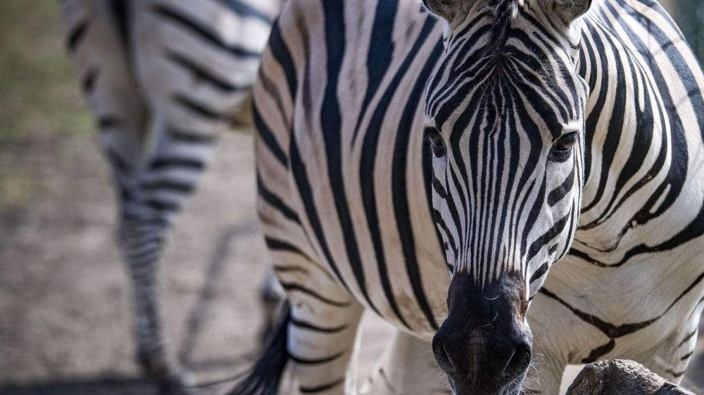 ������ �������� �������� ���������� "�������-����" �� ����������