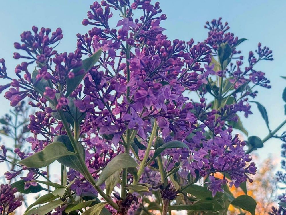 �� ��� ������� ������ ������ ������