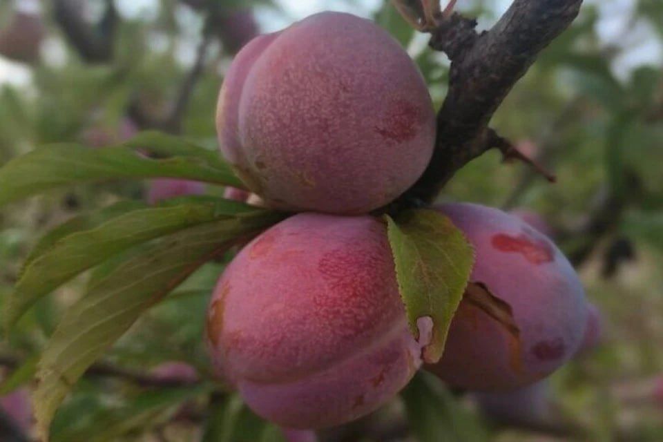 � ����������� ������ ������� 284 ����� ����, �������� � �����