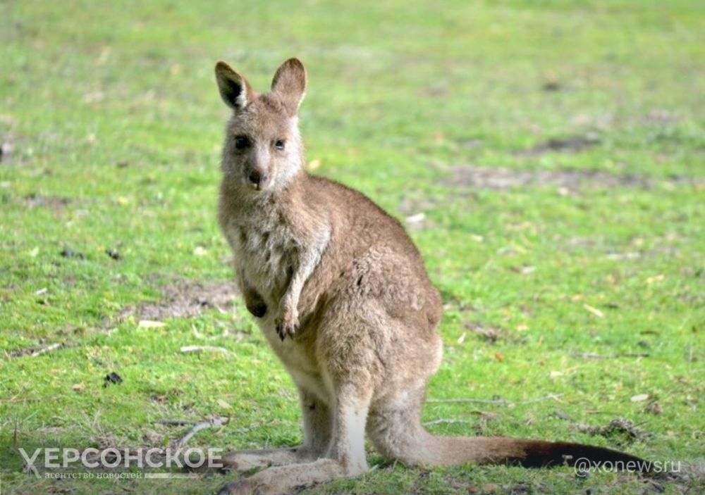 ���������� ���������� ������� ������ ����������� � ���� ����