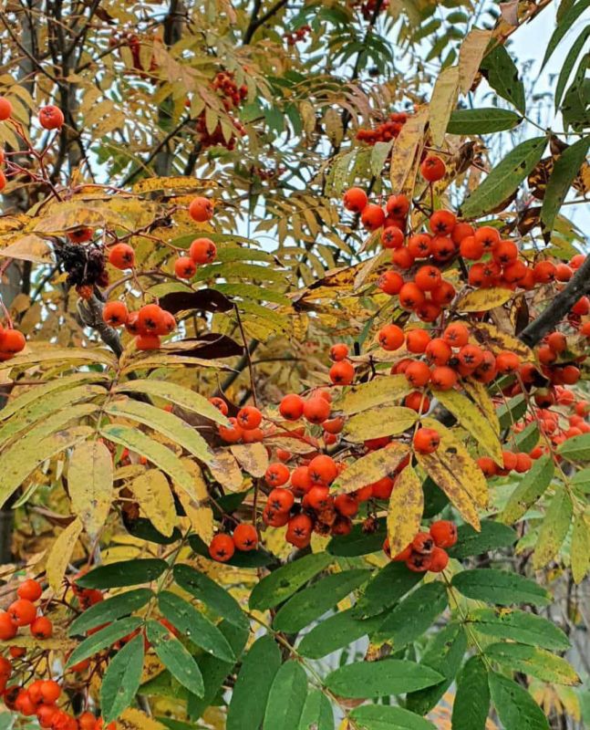 � ������ �����, �����������!