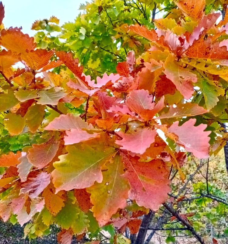 � ������ �����, �����������!