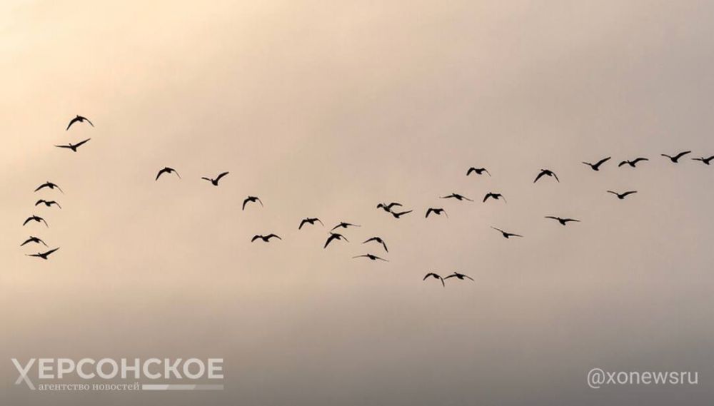 � ��� ���� Angry Birds. ������� ����������� ������ ���������� � �������� ���������� ����