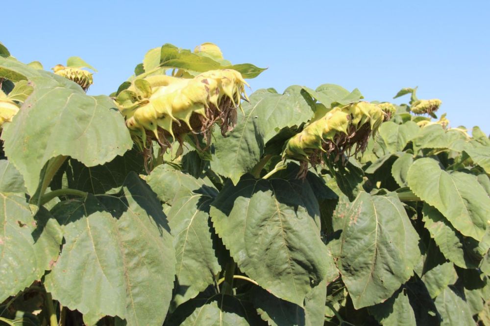 ������� ���������� ������� ������� ����� 160 ���