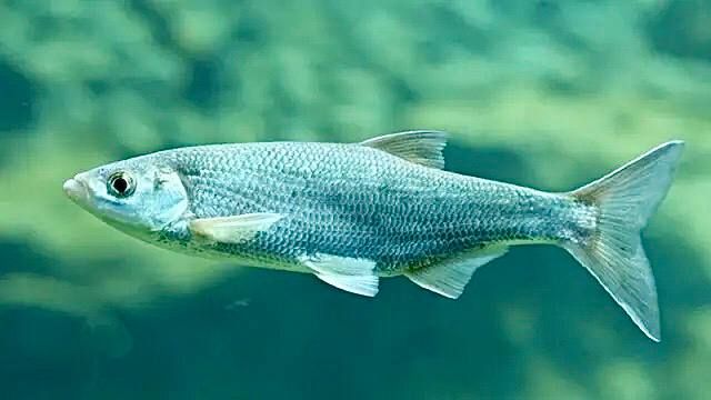 ������ ����� ������� ��������������� ��������� �����: ���� ������ �� �� �������� � ������� ��������