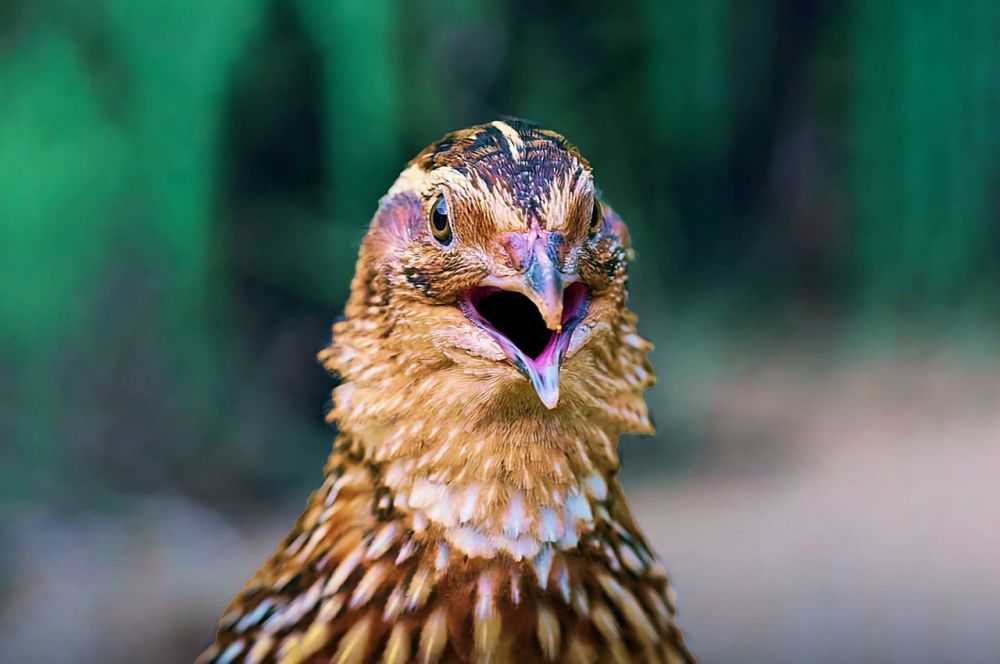 �������� ���������� ������� - �������