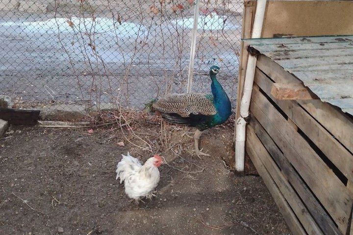 ���������� ��������-���� ������� ��������������� ���������� �������� � ������