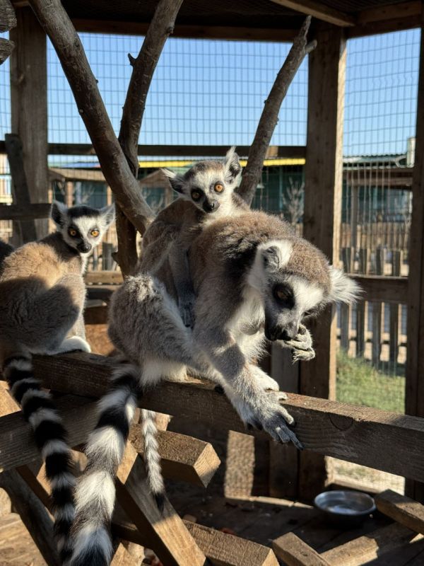 ������� "���� ����������"