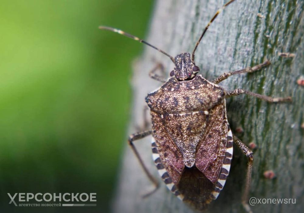 ������� ��������� ���������-��������� ���� �������� �� ������� � ���� ������� ���������� �������