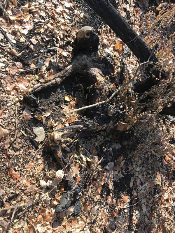 �������� �������. ��������-����� ���������� �������