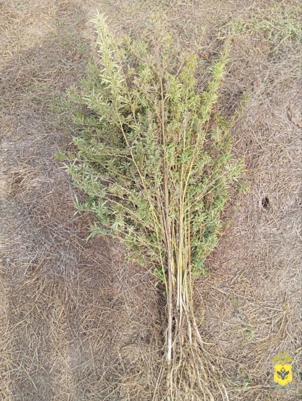 �� ������� ������ ������������ ������ ����������� ���������� 75 ������ �������