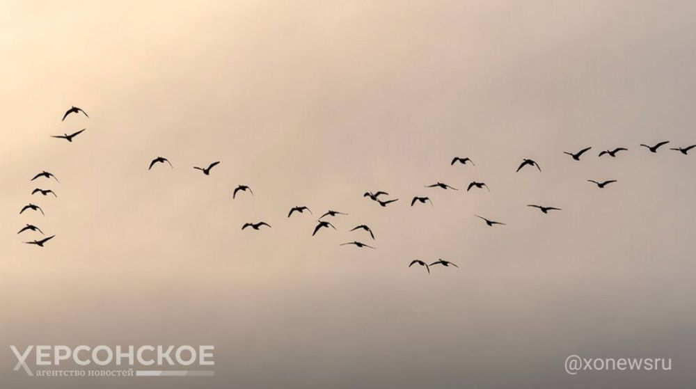 ������ ����� ����������? ����������� ��������� �������� ���������� � �������� ��������