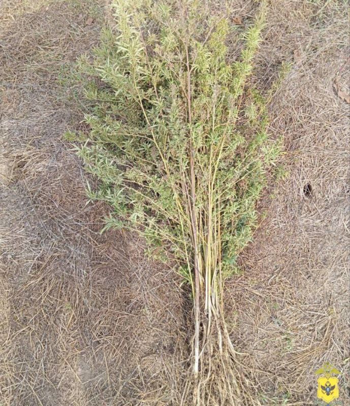 ������ ������������ ������ ������� �������� ������ �� ����������� 75 ������ �������