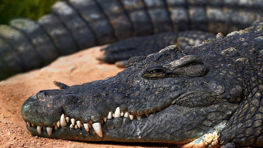 ��� ����� ������������ ��������: �����, ���� ��� ��������? ��������-���� ��������� ���������