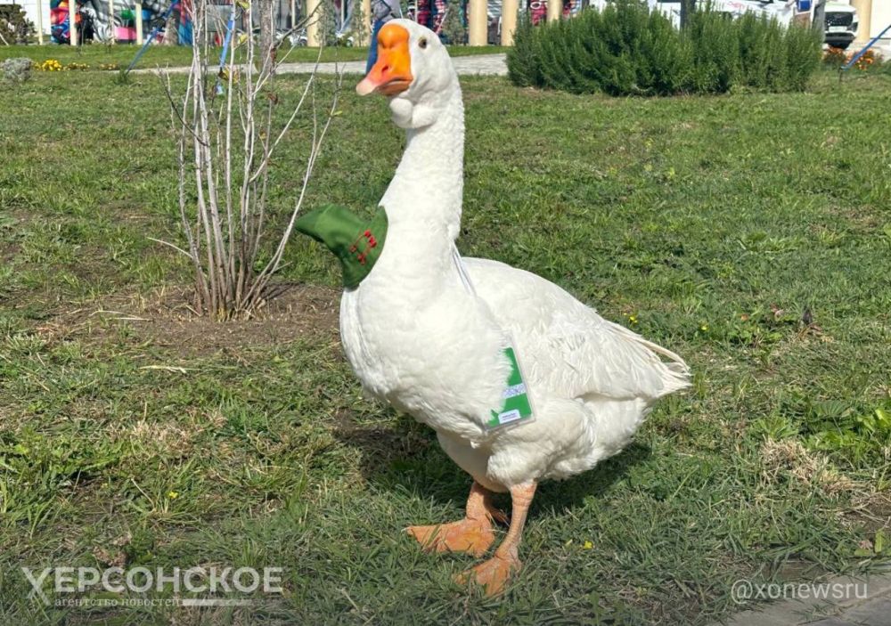 � ����� ���������� ������� ���������