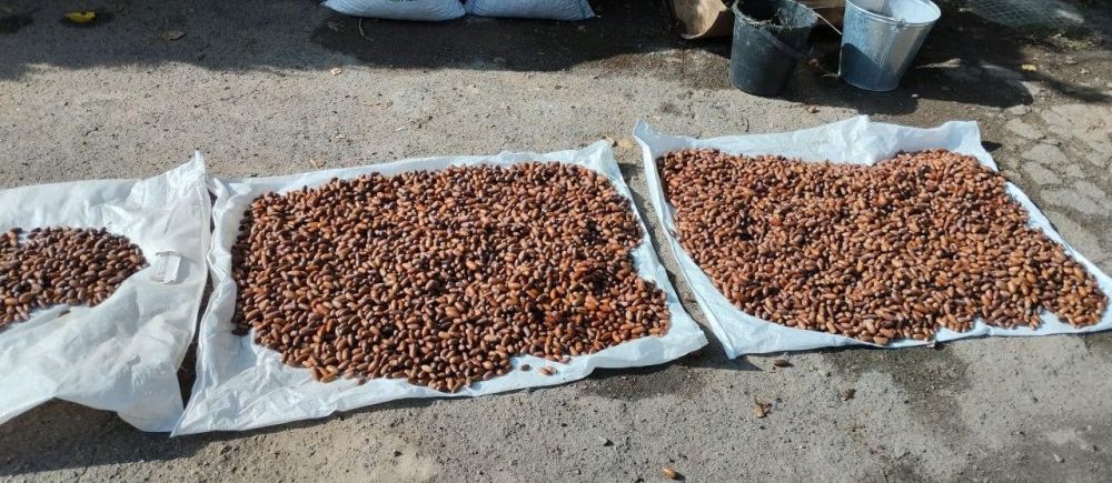 Скадовский лесхоз проводит сбор желудей дуба черешчатого