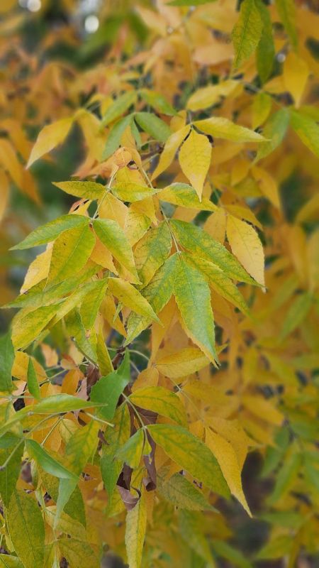 �������� ��������� ������ ��������� ��� ������ �������