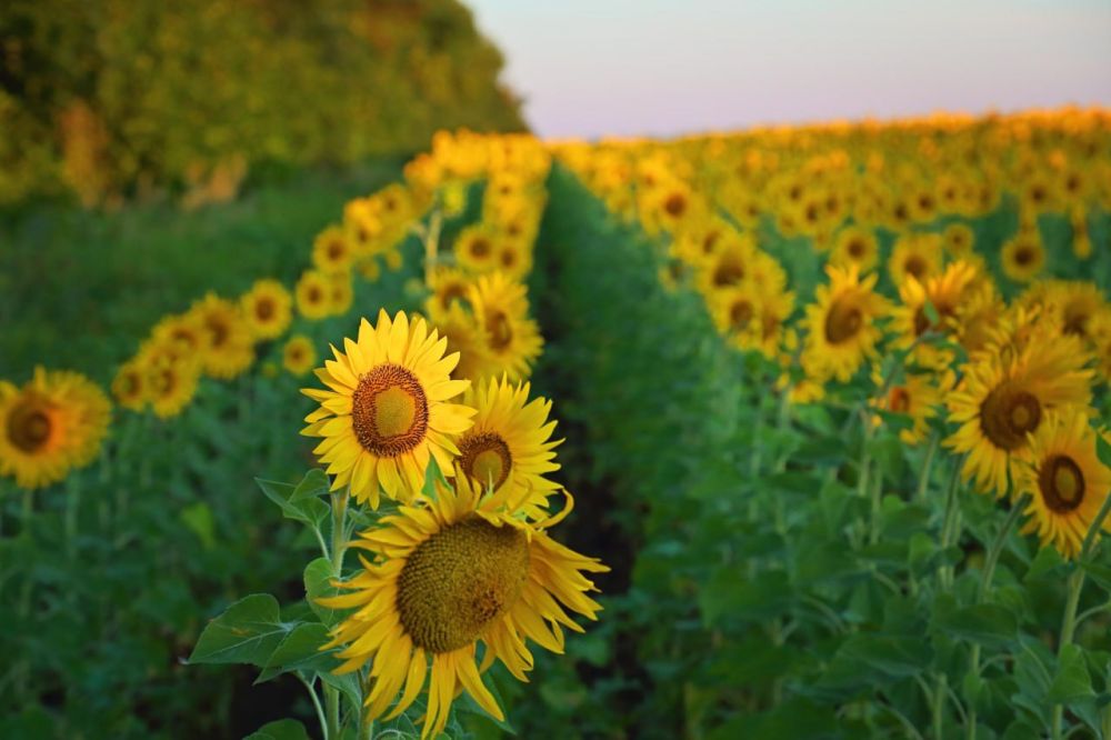 ������� ���������� ������� ��������� ������ �������������