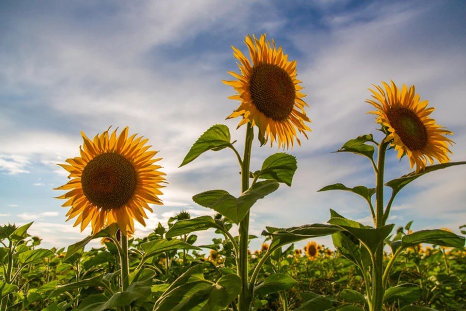 � ���������� ������� �� 90% ��������� ������ �������������