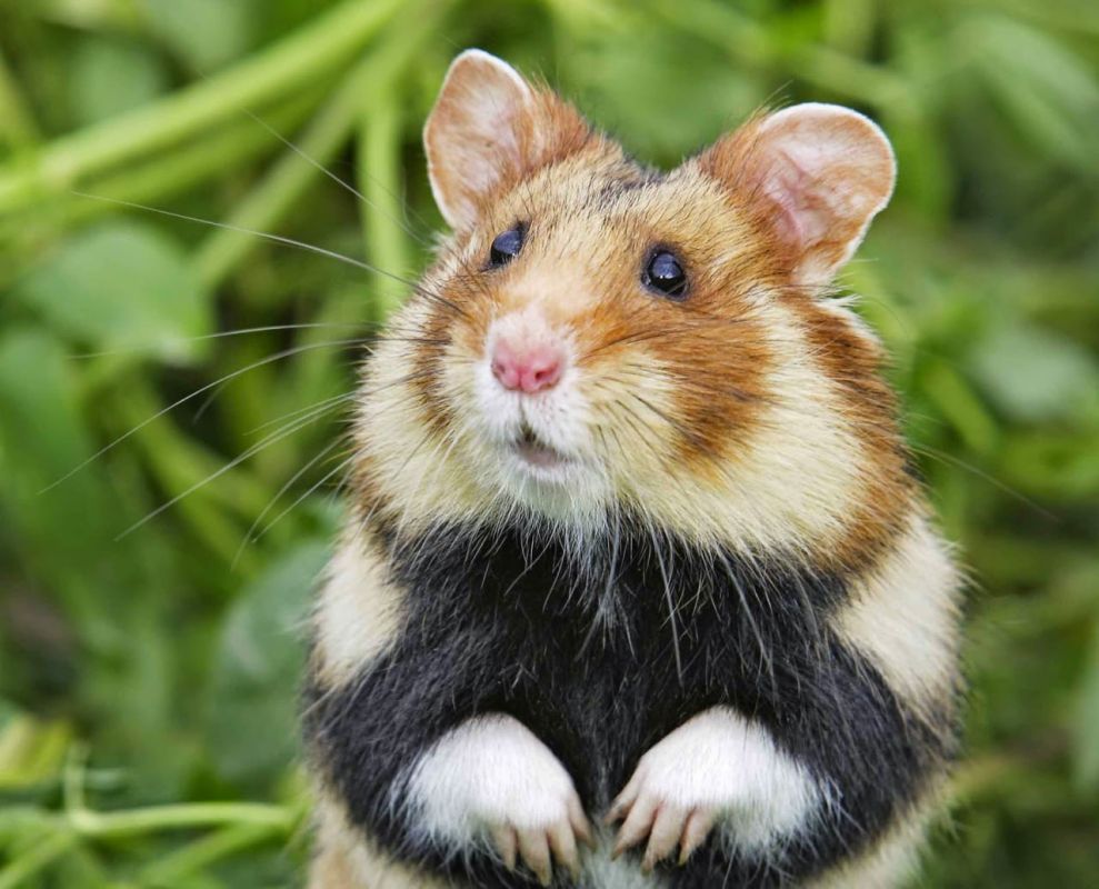 �������� ���������� ������� � ����� ������������