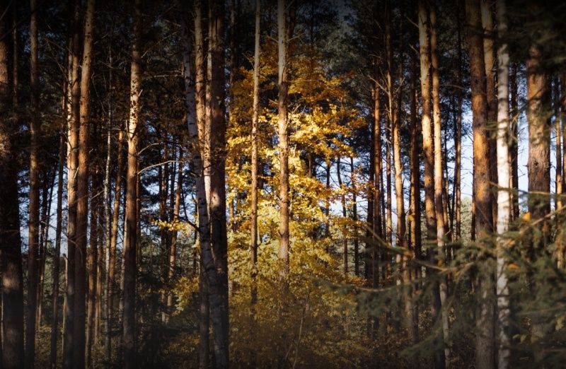 ���������: � �������� � ���������� �� ������ ������� ����� ����� ������� 30 ����� ����������