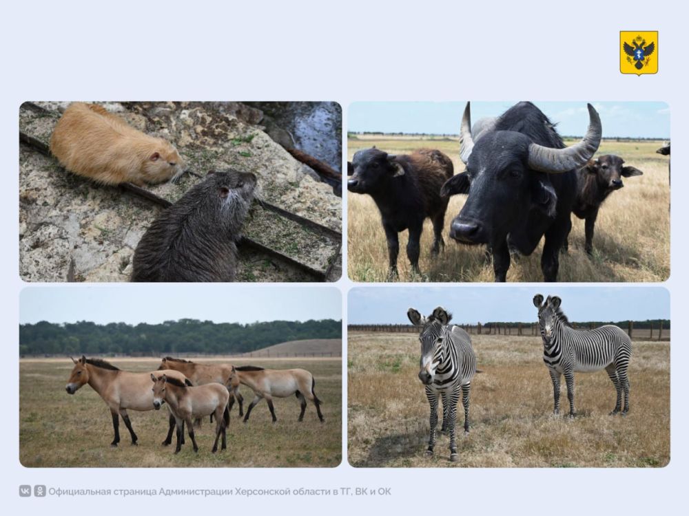 ����� 10,5 ����� ������� �������� ���������� ��������-���� �� �����