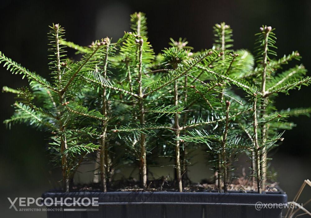 � ������������ ����� �������� ����� 40 ������� ��������