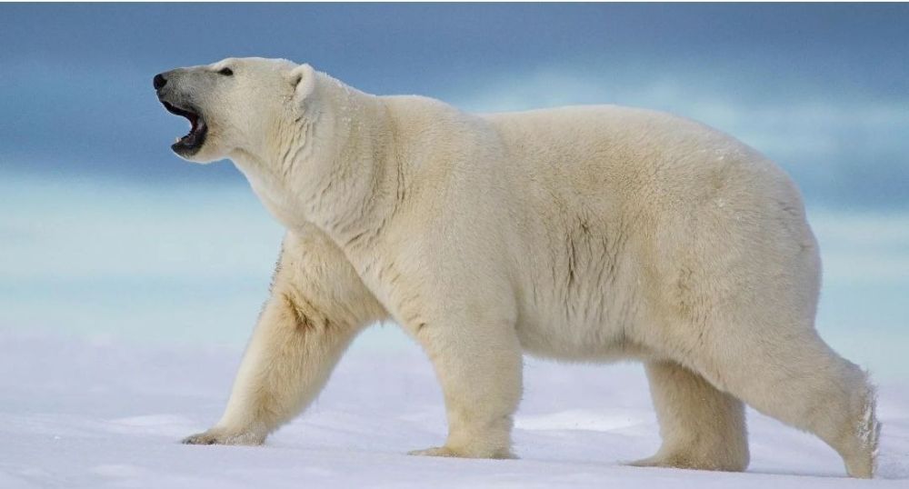 . � �� ����� ��� ����� �������-�����