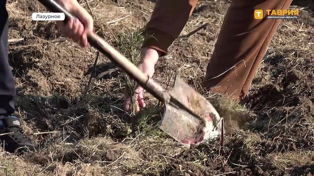 В Лазурном Скадовского округа провели акцию по озеленению территории