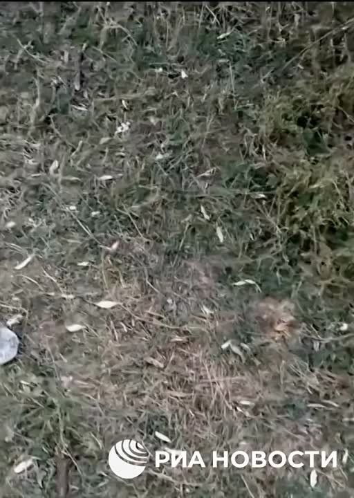 ����� ���������� ����� �� ���������� ����������� ���������� ���������� �����������-���������������� ������, � ������� ������� ���� �������, �������� ��� ������� � ���������� ������� ���������