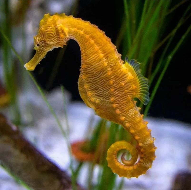 . � �� ����� ���