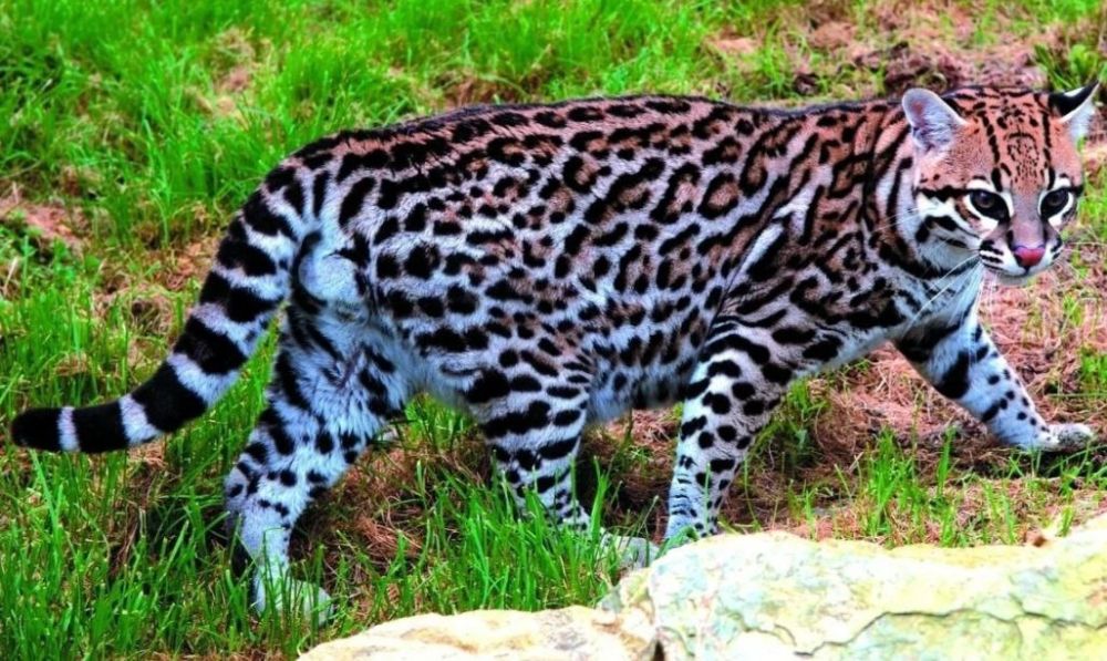 . � �� ����� ��� � ������� �� ����������� ����� �����, ������� ������� �������