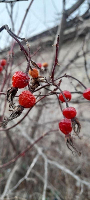 � ������ ���� ����, �����������!