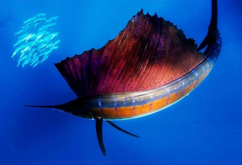 . � �� ����� ��� ����-�������� �������� ����� ������� ����� � ��������� �������� 115 ��/���