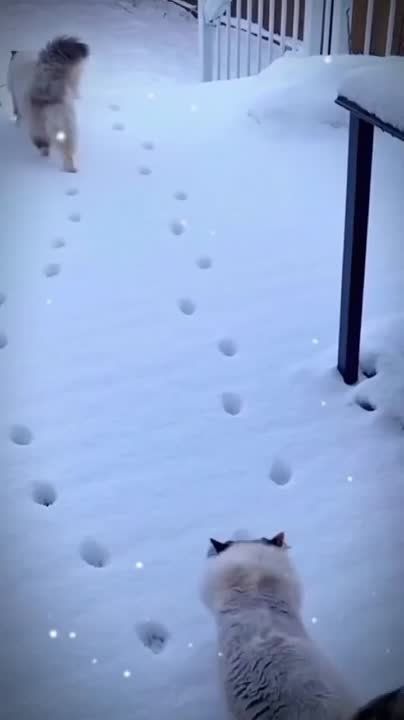 ���������� "������������" ���������� ��������� �� �������, ���� ����� ����� ���