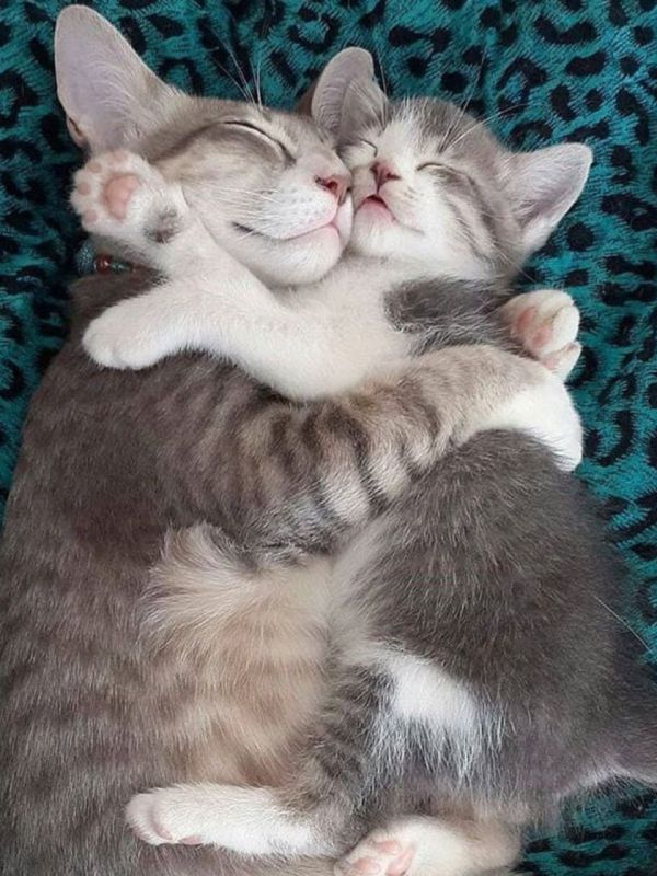 ������������� ���� ������� ���������� �������