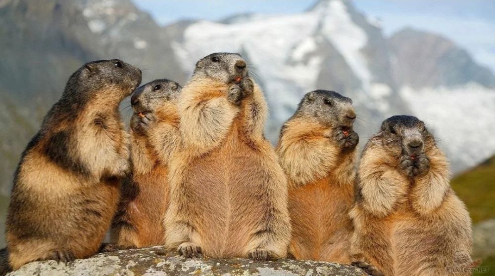 . � �� ����� ���