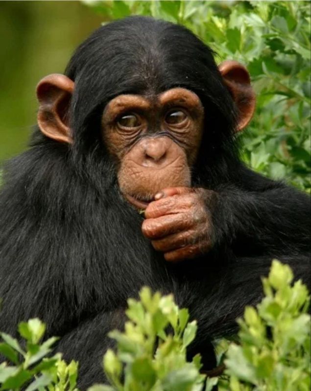 . � �� ����� ��� � ����� 50 ��������� �������