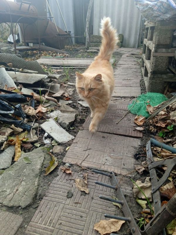 � ������ �����, �����������!