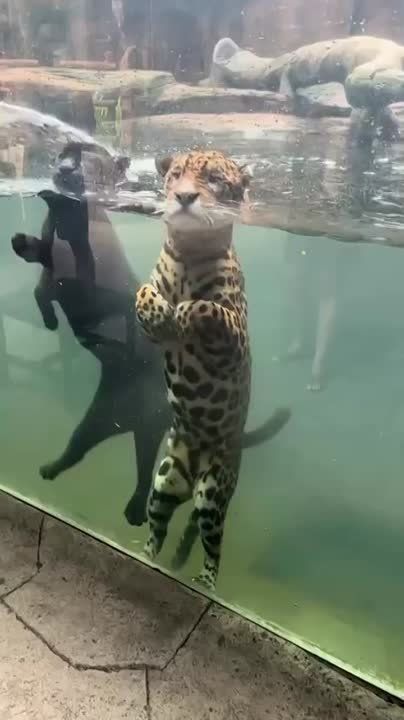 ������� ������.. � �� ������, ������� ������ - ��� ���?